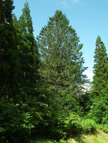 桐山谷のドイツトウヒ